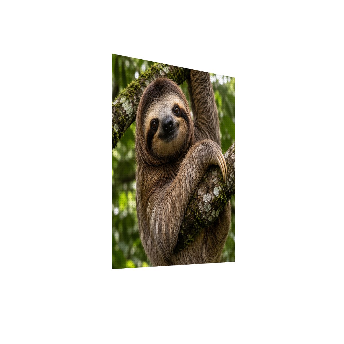 Sloth, DIY Diamond Painting with Frame