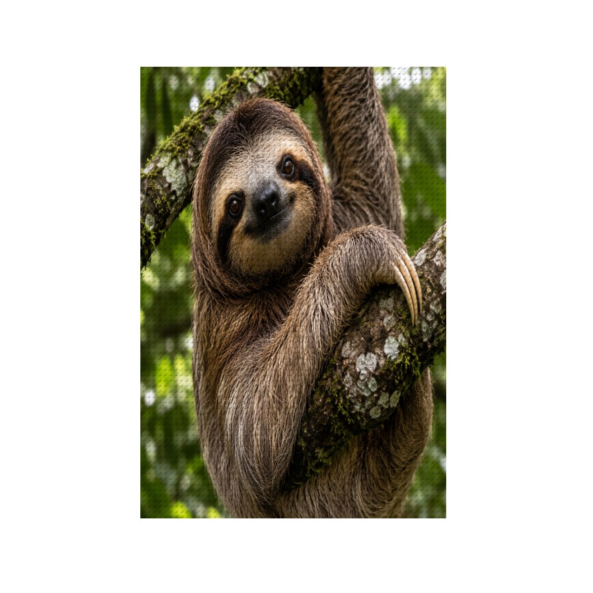 Sloth, DIY Diamond Painting with Frame