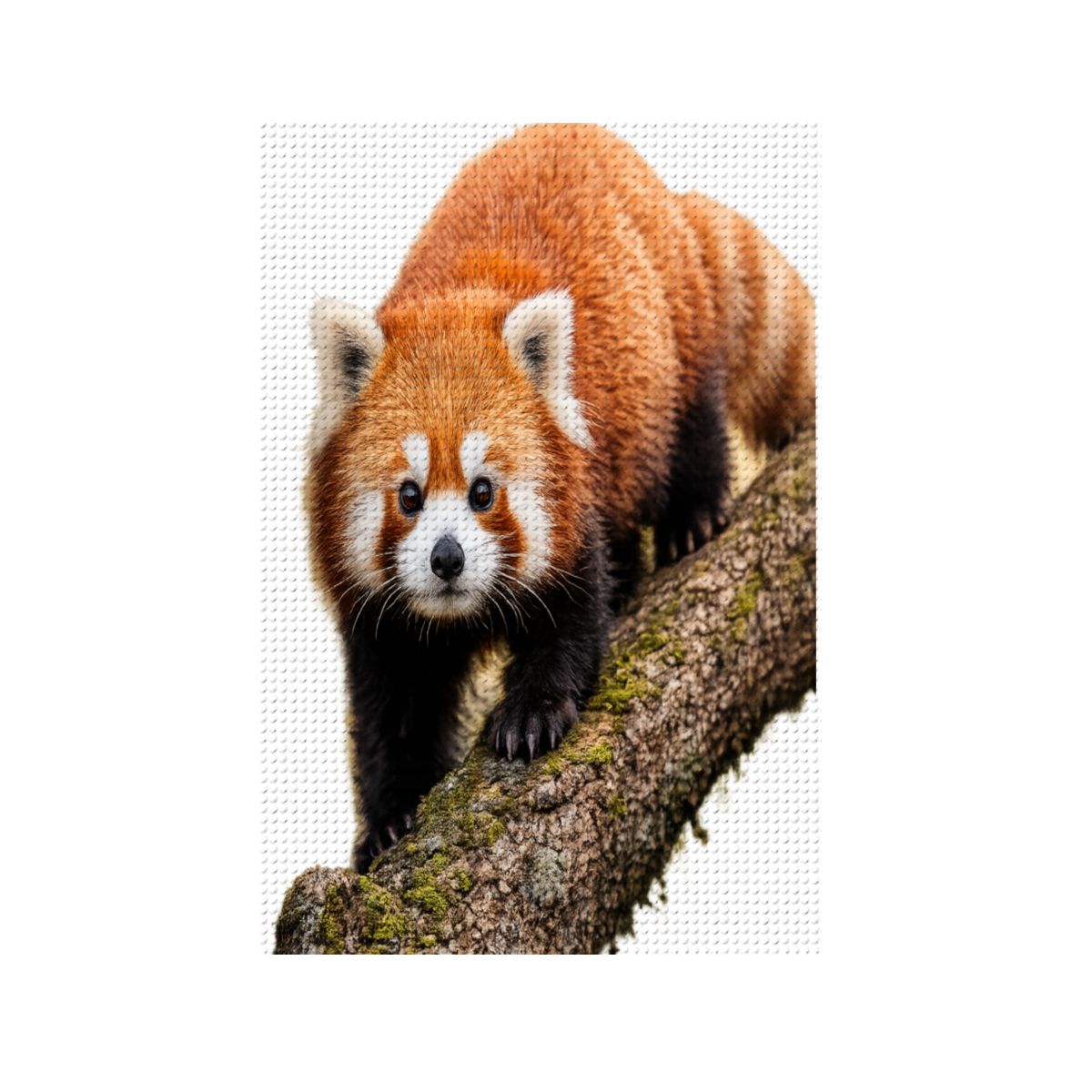 Red Panda DIY Diamond Painting with Frame